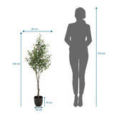 Maßzeichnung der Kunstpflanze OLIVE mit einer Höhe von 120 cm von hjh OFFICE