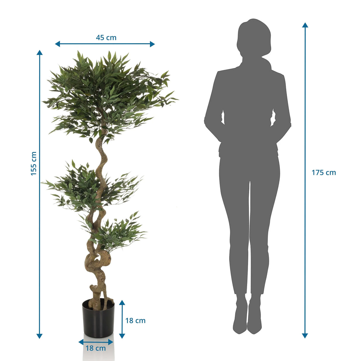 Maßzeichnung der Kunstpflanze ACACIA mit einer Höhe von 155 cm von hjh OFFICE