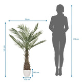 Maßzeichnung der Kunstpflanze DRACAENA mit einer Höhe von 120 cm und einer Breite von 70 cm von hjh OFFICE