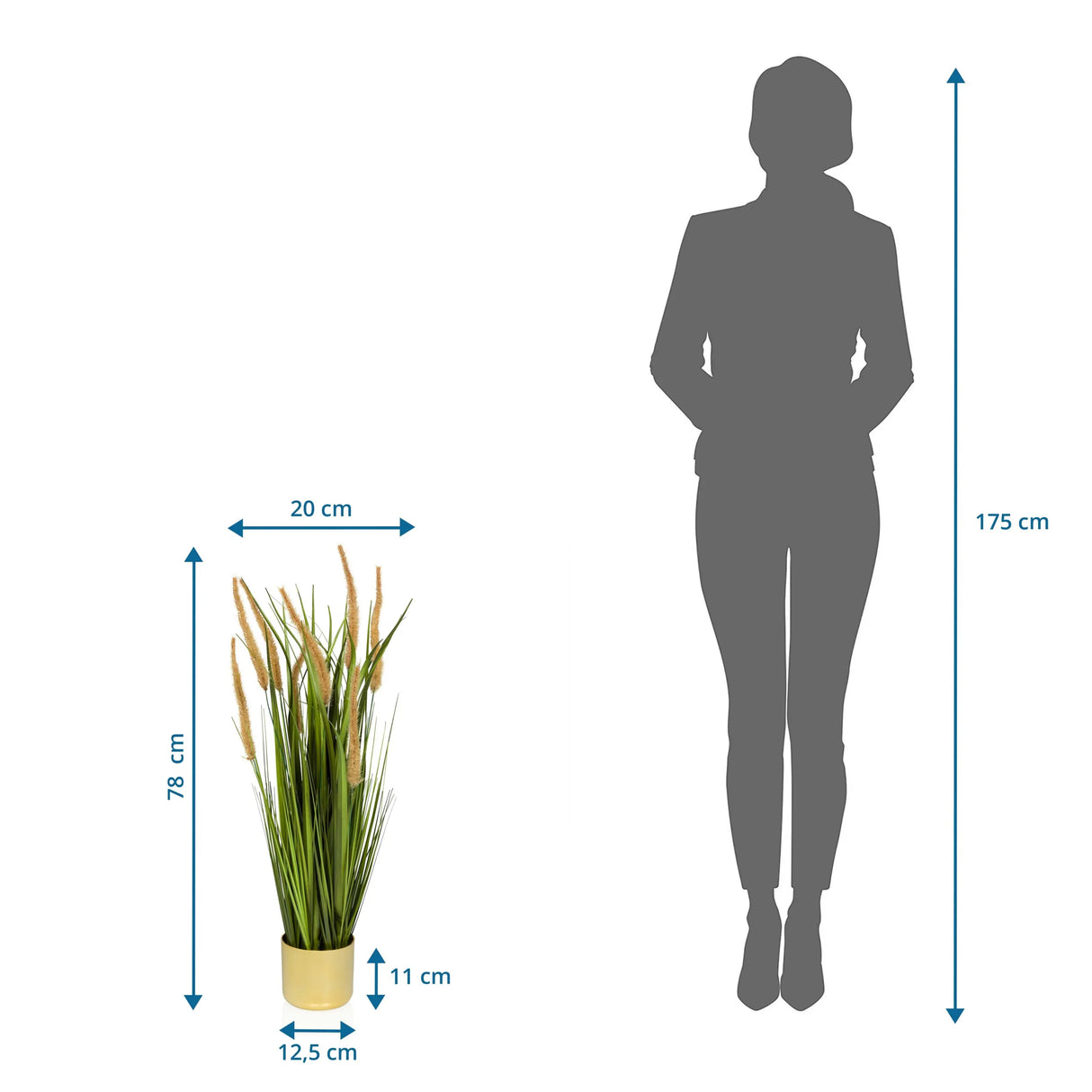 Maßansicht der Kunstpflanze CORTADERIA I mit einer Gesamthöhe von 78 cm von hjh OFFICE