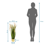 Maßansicht der Kunstpflanze CORTADERIA I mit einer Gesamthöhe von 78 cm von hjh OFFICE