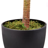 Stamm und schwarzer Pflanztopf mit grünem Moos der Kunstpflanze DRACAENA I von hjh OFFICE