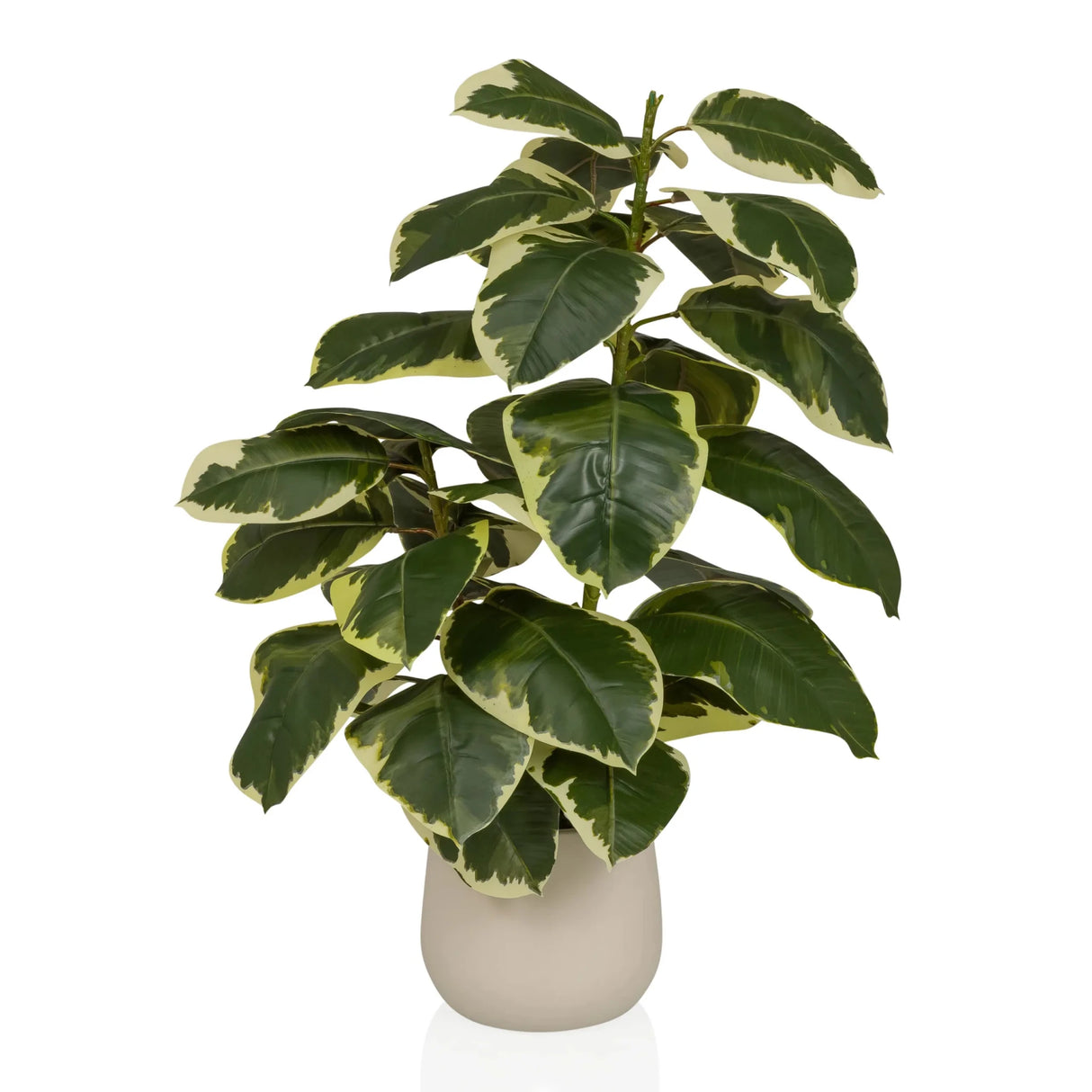 Kunstpflanze Ficus 3 in Grün und Weiß mit einem beigen Übertopf von hjh OFFICE