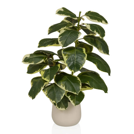 Kunstpflanze Ficus 3 in Grün und Weiß mit einem beigen Übertopf von hjh OFFICE