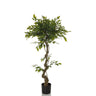 Grüne Kunstpflanze FICUS I mit gewundenem Stamm in einem schwarzen Topf von hjh OFFICE