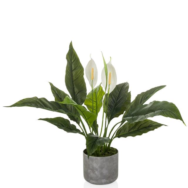 Kunstpflanze Spathiphyllum 1 mit grünen Blättern, zwei weißen Blüten und grauem Topf von hjh OFFICE